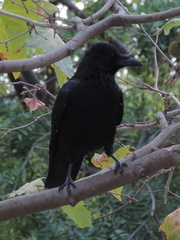 Crow
