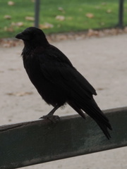 Crow