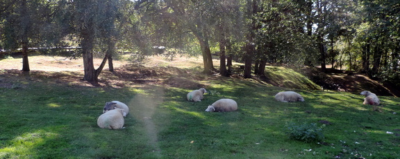 Sheep