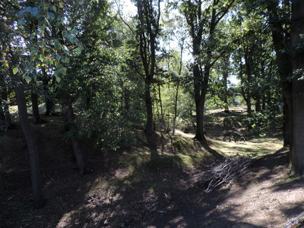 Woods