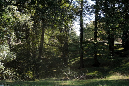 Woods