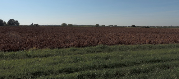 Across the fields