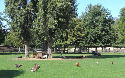 Chickens, ducks and goats