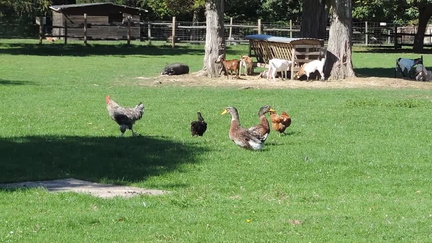 Chickens, ducks and goats