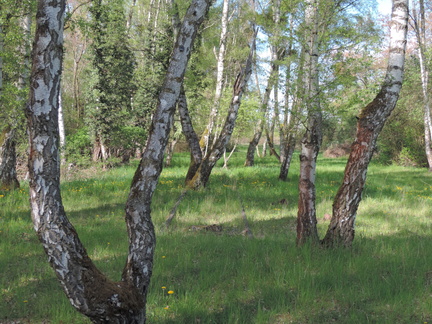 Trees