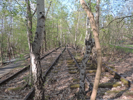 Tracks and trees