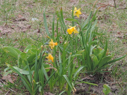 Daffodils