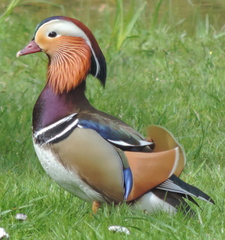 Mandarin duck