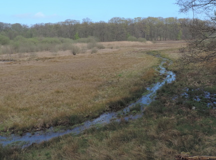 Marshland