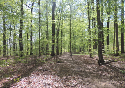 Woods
