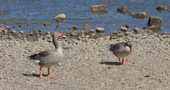 Geese