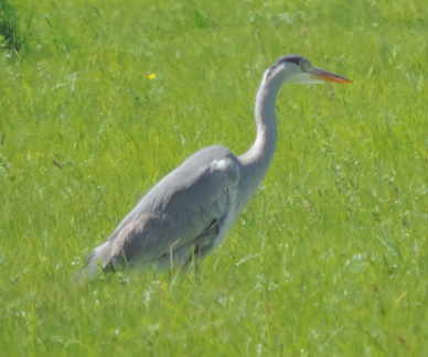 Heron