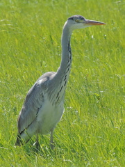 Heron