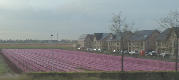 Fields