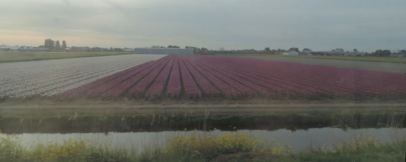 Fields