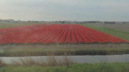 Fields
