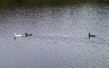 Ducks