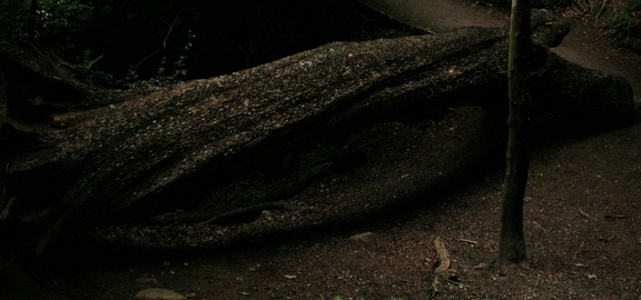 Wishing Tree