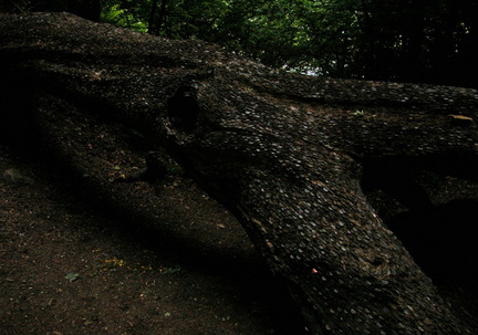 Wishing Tree