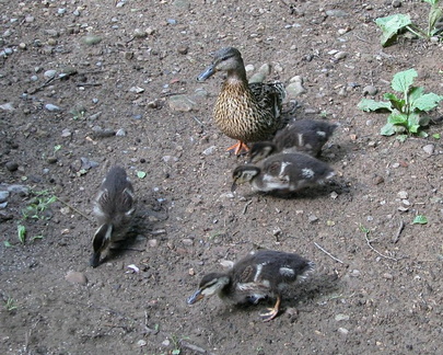 Ducks