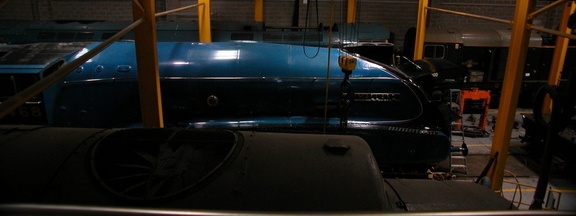 Mallard