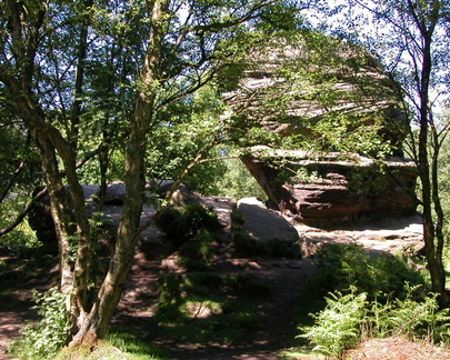 Trees