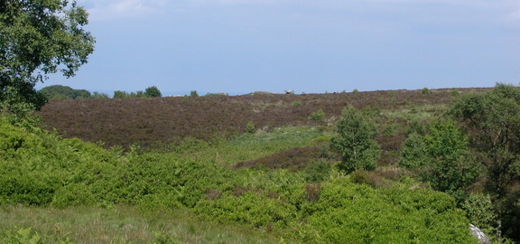 Moors