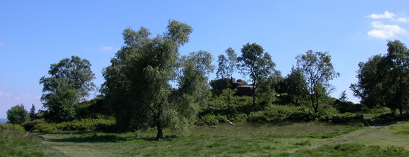 Trees