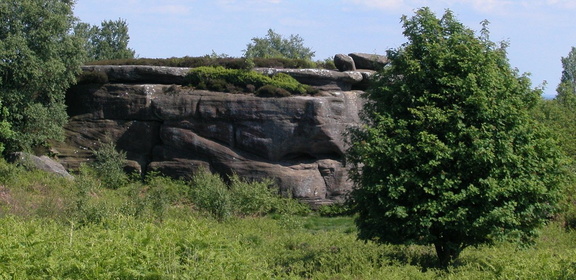 Wall and tree