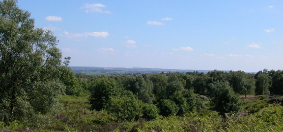Trees and turbines
