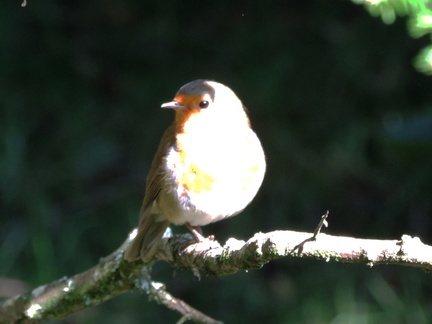 Robin
