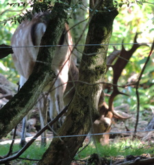 Deer