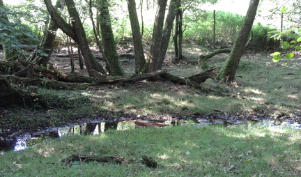 Stream