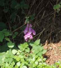 Foxglove