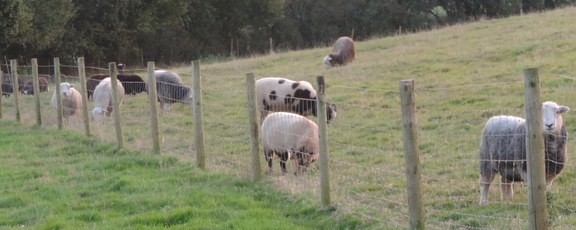 Assorted sheep