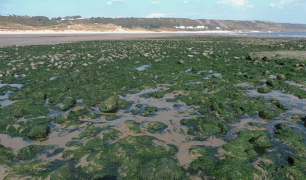 Seaweed