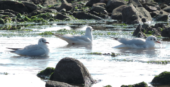 Gulls