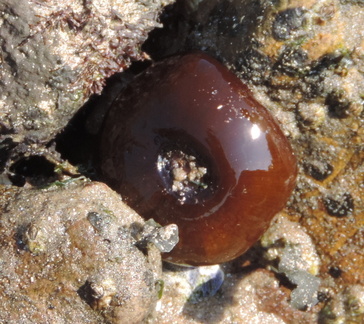 Anemone