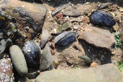 Mussels