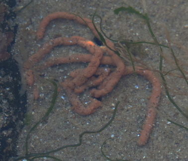Dead creature