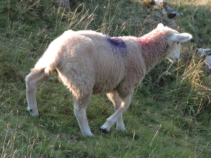 Sheep