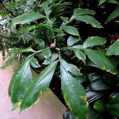 Nodules