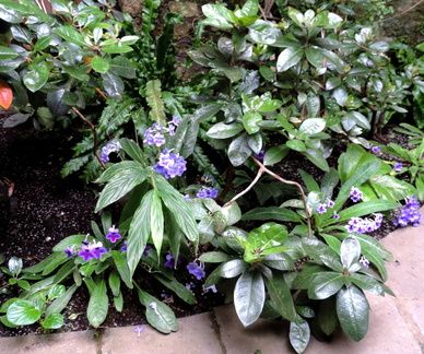 Purple flowers