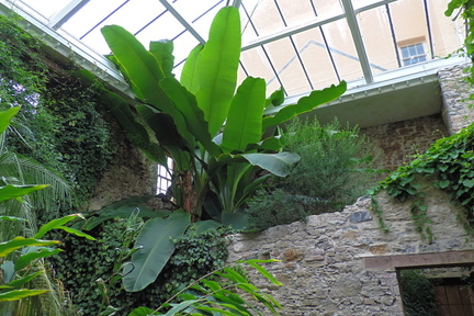 Huge leaves