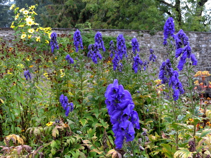 Wild flowers