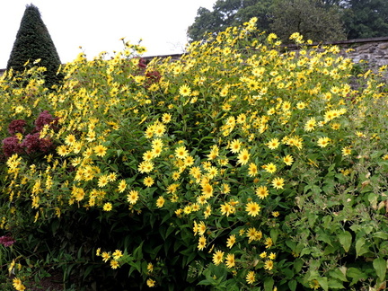 Yellow flowers