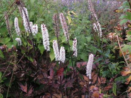 White flowers