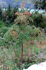 Red leaves