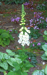 White flowers