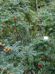 Rose hips